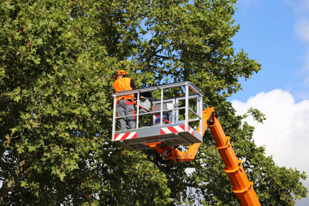 Why Choose Our Tree Removal Services in Murfreesboro, NC?