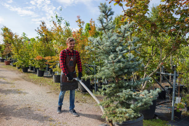 Professional  Tree Services in Murfreesboro, NC